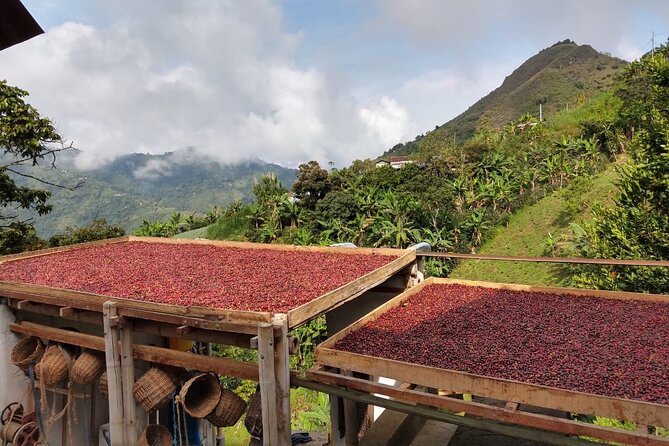 Coffee Tour in Medellin, Transportation, Snack and Lunch. - The Coffee Tour Experience