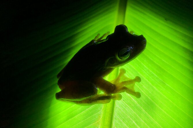 All-Inclusive Jungle Night Tour - Inclusions and Safety Measures