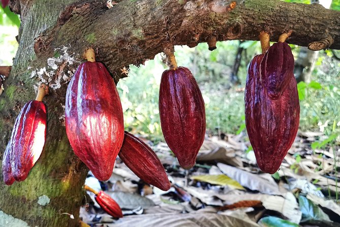 Chocolate Tour Manuel Antonio - Discovering the Chocolate Production Process