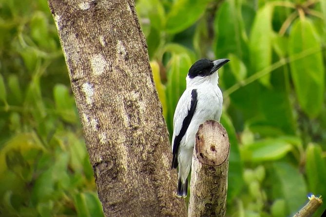 Cloud Forest Adventure: Hike the Mystical Canopy! - Exploring the Cloud Forest