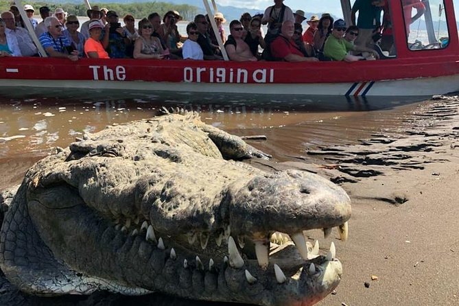 Crocodile Man Tour THE ORIGINAL - Spotting Crocodiles and Wildlife