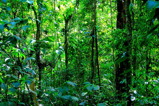 Cruiseline Excursion Colon: Rainforest, San Lorenzo Fort and Canal Expansion - Inclusions