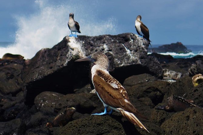 Day Tour to Pinzón Island and La Fé/Palmitas Bay With Snorkeling and Fishing - Inclusions and Logistics