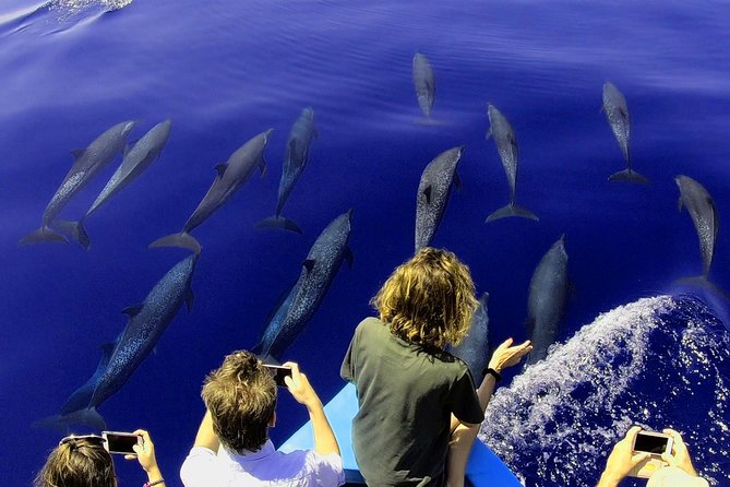 Dolphin and Whale Watching Tour in Drake Bay as Seen on National Geographic - Marine Life in Drake Bay