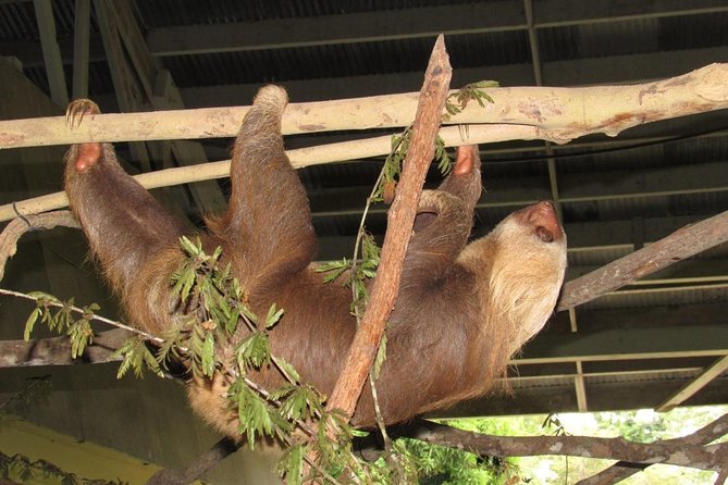 Gatun Lake & Panama Canal Wildlife Boat Tour and Sloth Sanctuary - Sloth Sanctuary Visit