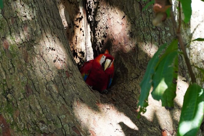 Guided Visit to Carara National Park (Ticket Included) - Inclusions and Accessibility