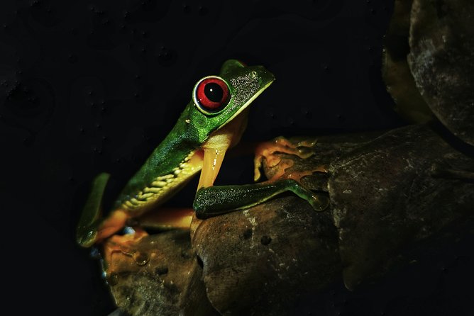 Jungle Night Tour - Meeting and Pickup