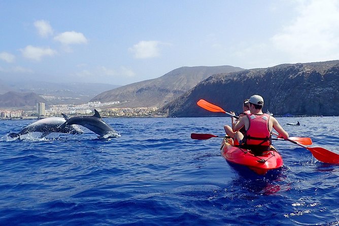 Kayaking With Dolphins and Turtles and Snorkelling in Tenerife - What to Expect