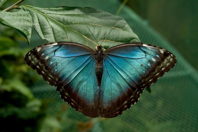 La Paz Waterfall Gardens and Wildlife Refuge Tour From San Jose - Discovering the Wildlife at La Paz