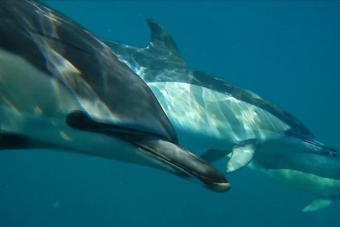 Lisbon Dolphin Watching With a Marine Biologist in a Small Group - Highlights of the Dolphin Watching Experience