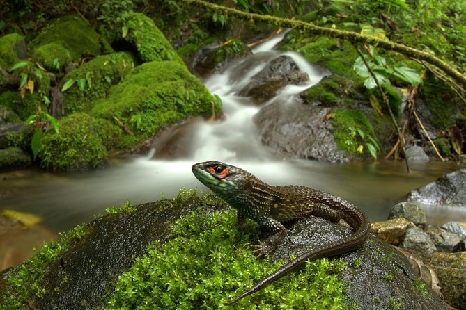 Manu Jungle Tour (4 Days) - Logistics and Inclusions