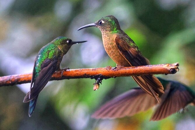 Mindo Cloud Forest Private Tour: Chocolate, Coffee, Birds, Nature - Guide Expertise and Reviews