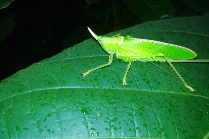 Monteverde Private Night Tour - Accessibility and Transportation