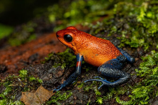 Night Tour Through the Tropical Forest at Tifakara - Sightings and Highlights