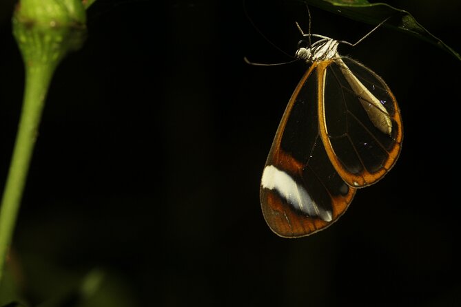 Night Walk Around The Arenal Volcano - Wildlife Experience