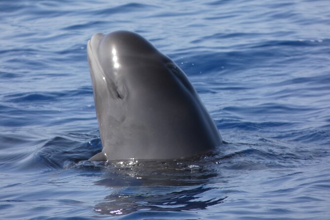No Chase Whale & Dolphin Tour Putting Marine Life First - We Care - Tour Overview and Highlights