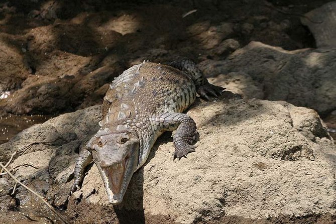 Palo Verde Boat Safari - What to Expect