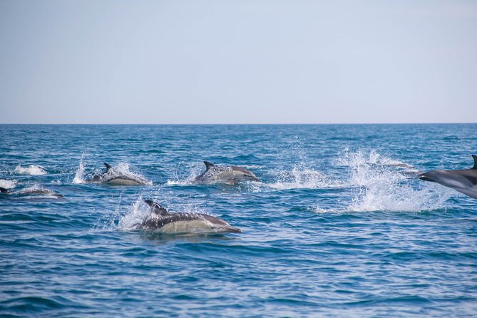Portimão:Embark on Nature•Benagil and Dolphins•Biologist on Board - Booking and Accessibility