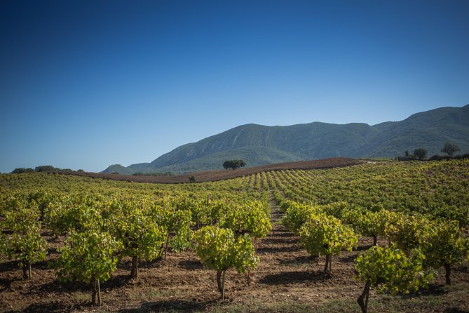 Private Full-Day Arrábida Wine Tour and Food Tasting - Scenic Highlights