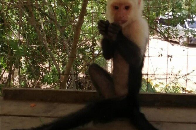 Roatan Sloth & Monkeys Animal Park , Chocolate Rum Cake Factory - Pricing and Transportation