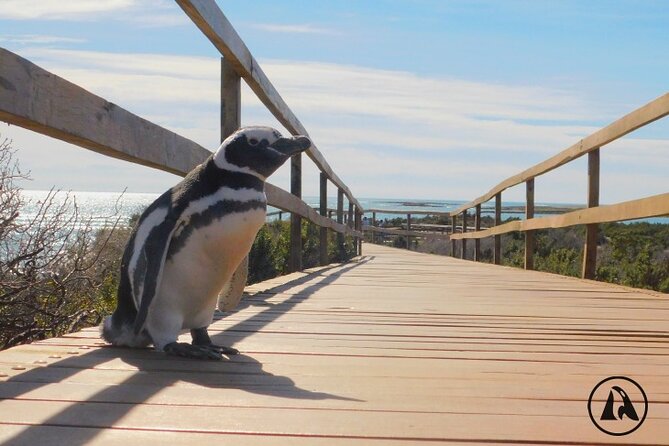 Shore Tours Punta Tombo Cruise Ship Passengers Puerto Madryn - Highlights of the Punta Tombo Experience