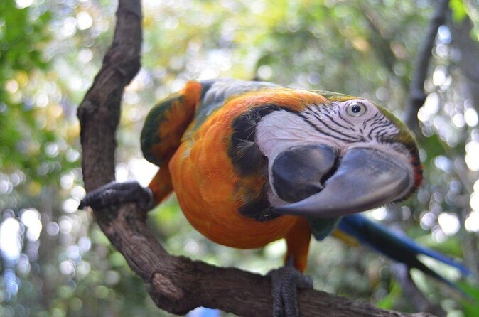Skip the Line: Rescate Wildlife Rescue Centre General Admission Ticket - Admission Details and Ticket Pricing
