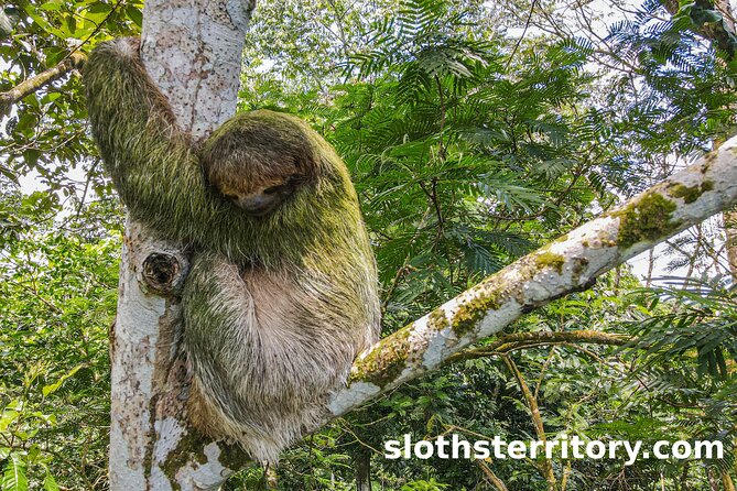Sloths Watching Tour Through Sloths Territory - Diverse Wildlife Encounters