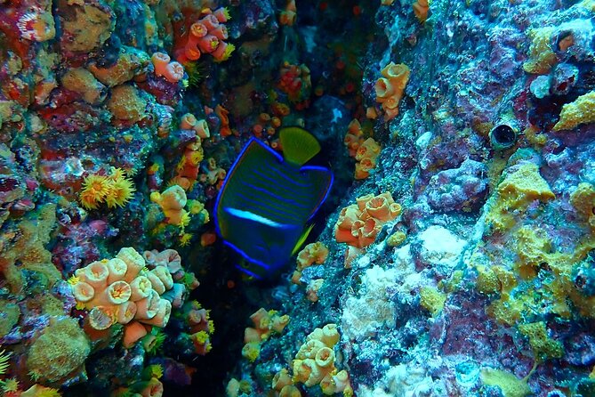 Snorkeling at Caño Island - Inclusions and Exclusions of the Snorkeling Package