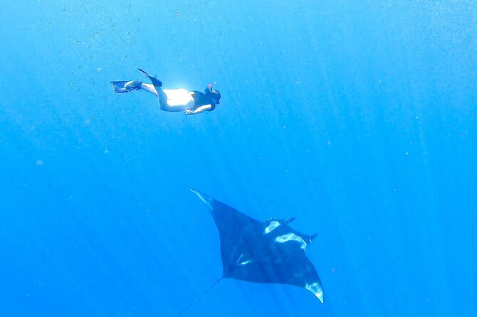 Snorkeling Tour in Caño Island With Lunch - Marine Life Sightings