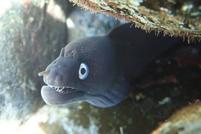 Snorkeling Tour - Included in the Tour