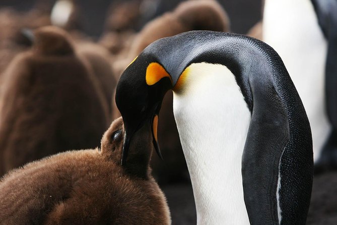 Volunteer Point in Falkland Islands - Tour Details
