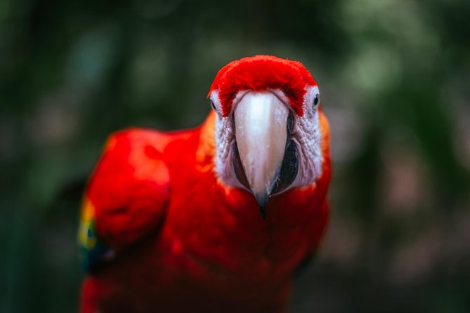 Wildlife Rescue Center Tour in Costa Rica - Wildlife and Conservation Efforts