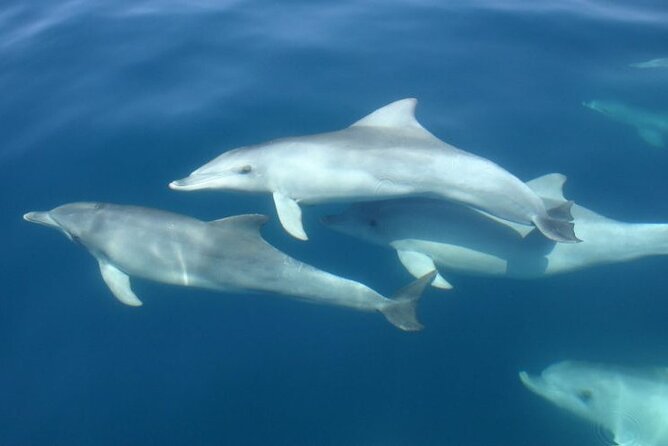 3 Hours Sunset and Dolphin Tour From Medulin With Sandra Boat - Meeting and Pickup Details