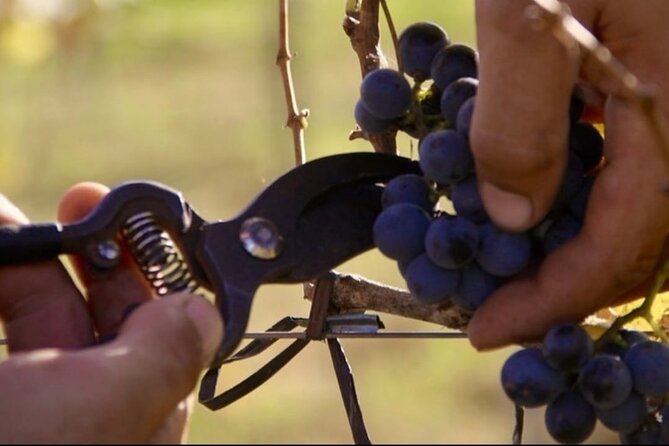 Bodega Gamboa Small-Group Wine Tasting Tour With Lunch - Value for Money Considerations