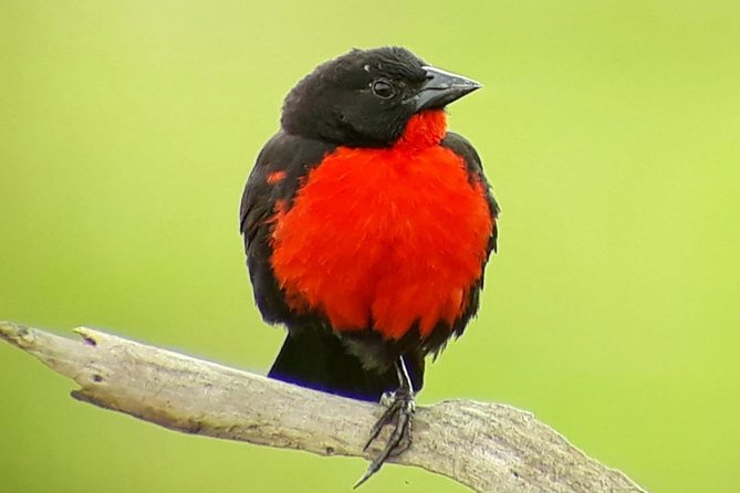 Cloud Forest Adventure: Hike the Mystical Canopy! - Spotting Wildlife