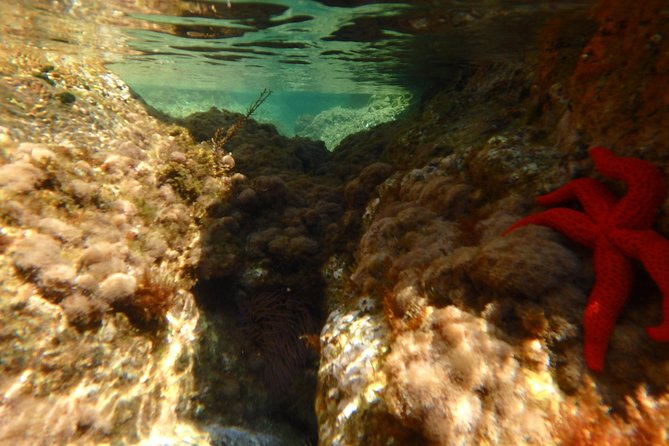 Costa Brava Day Adventure: Kayak, Snorkel & Cliff Jump With Lunch - Discovering the Marine Life Through Snorkeling
