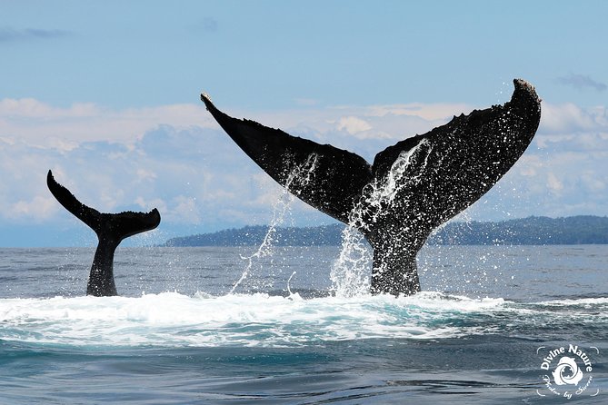 Dolphin and Whale Watching Tour in Drake Bay as Seen on National Geographic - Tour Cancellation and Refund Policy