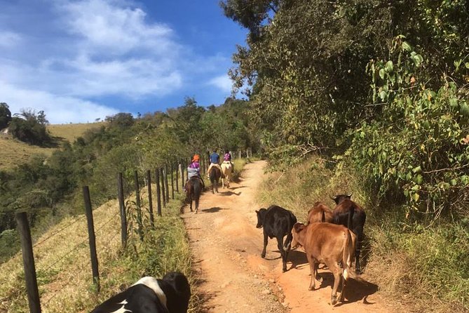 Exclusive Horse Experience With Pic-Nic at Belvedere - Highlights and Memorable Moments