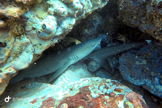 Fundive Catalina Islands (2 Dives Only for Certified Divers) - Physical Fitness Requirements
