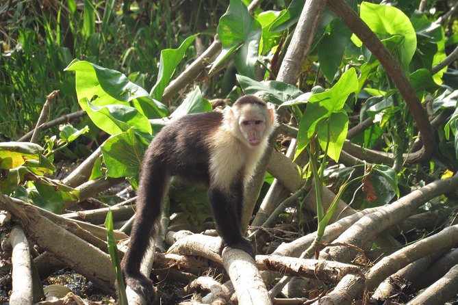 Gatun Lake & Panama Canal Wildlife Boat Tour and Sloth Sanctuary - Tour Logistics and Accessibility