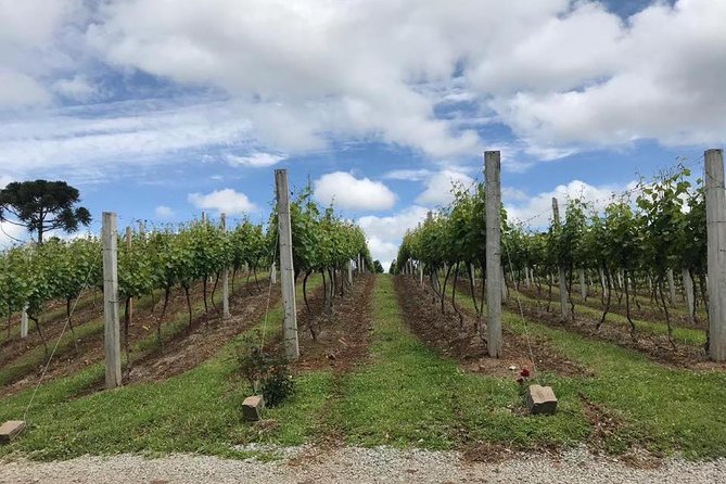 Guided Tour With Wine Tasting at Casa Seganfredo - Gramado - Winemaking Process and Tasting Experience