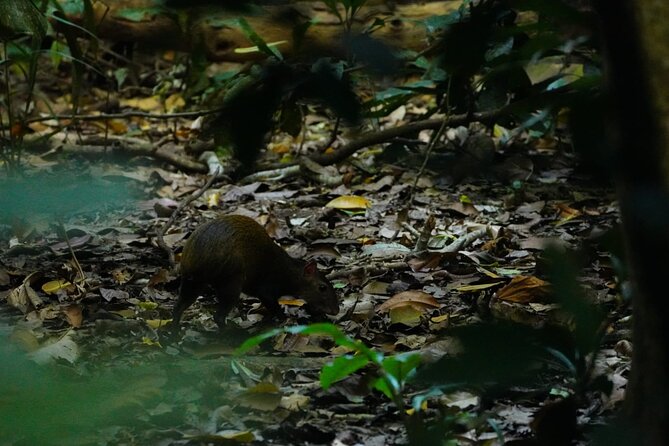 Guided Visit to Carara National Park (Ticket Included) - Tour Duration Considerations