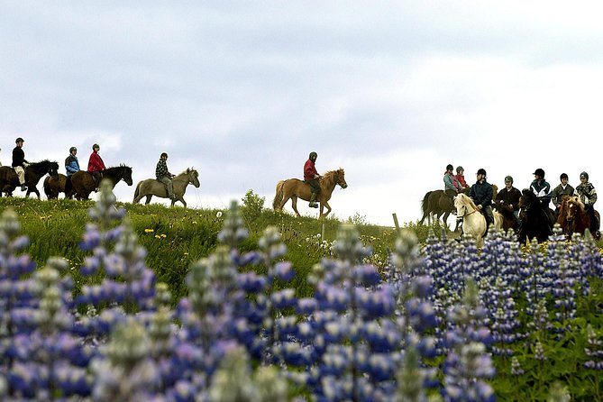 Icelandic Horseback Riding Tour Including Pick up From Reykjavik - Safety and Accessibility
