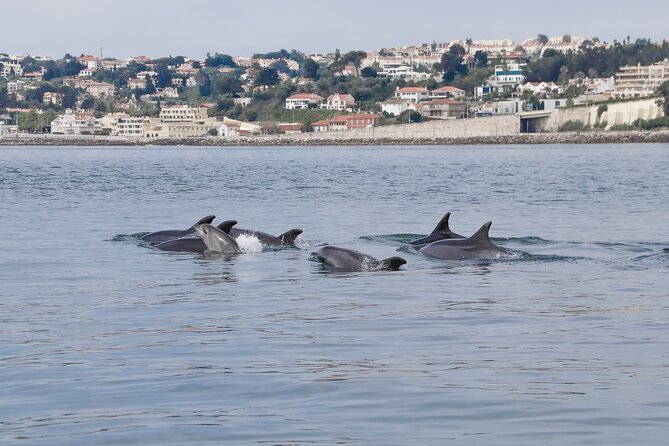 Lisbon Dolphin Watching With a Marine Biologist in a Small Group - Key Landmarks During the Cruise