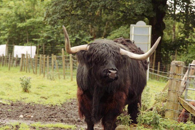 Loch Ness, Glencoe and the Scottish Highlands Tour From Edinburgh - Discovering Glencoe