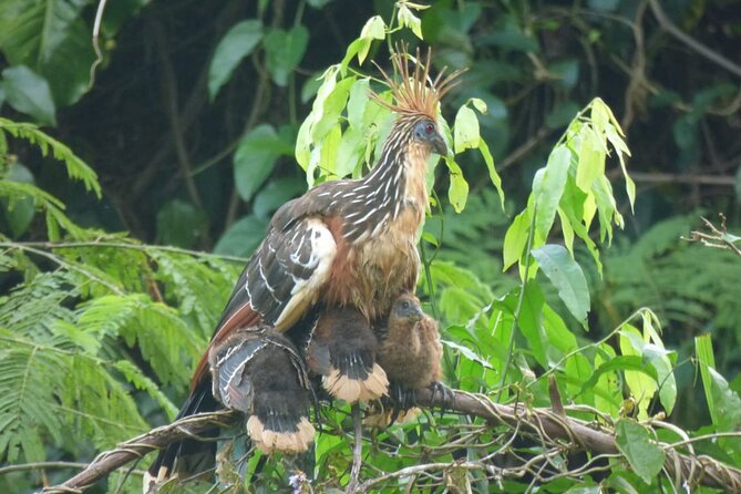 MANU 4 Days to National Park Ecological Tour - Meeting and Pickup Details