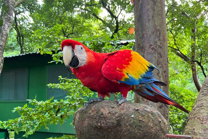 Monkey and Sloth, Chocolate Rum Tasting and Beach Break in Roatan - Unwind on the Serene Beaches of Roatan
