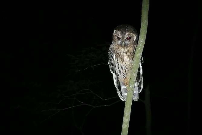 Monteverde Private Night Tour - Guided Night Tour Experience