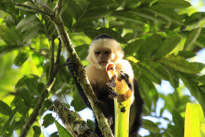 Morning Volcano Hike and Mistico Hanging Bridges - Tour Inclusions and Logistics