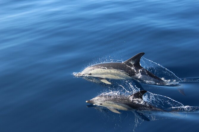 No Chase Whale & Dolphin Tour Putting Marine Life First - We Care - Unique Vessel and Departure Location